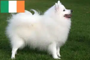 Lees meer over het artikel Spitz fokkers en pups in Ierland