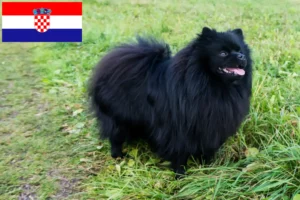 Lees meer over het artikel Spitz fokkers en pups in Kroatië