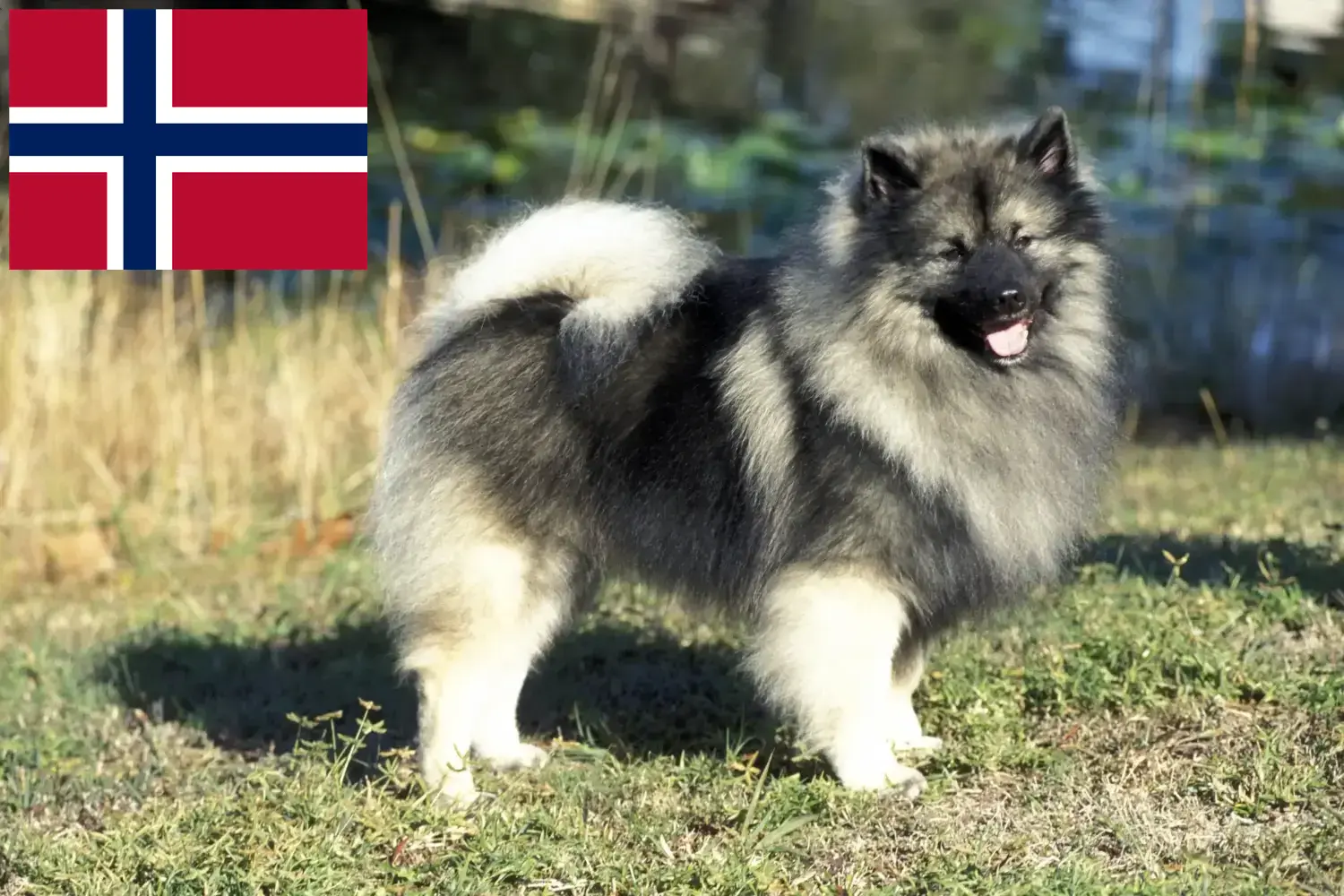 Spitz puppy's en fokkers Noorwegen Hier vind je topfokkers in Noorwegen.