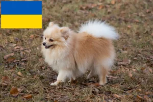 Lees meer over het artikel Spitz fokkers en puppy’s in Oekraïne