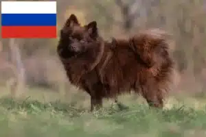 Lees meer over het artikel Spitz fokkers en puppies in Rusland