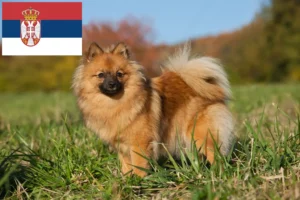 Lees meer over het artikel Spitz fokkers en pups in Servië