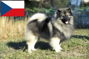 Lees meer over het artikel Spitz fokkers en puppy’s in Tsjechië