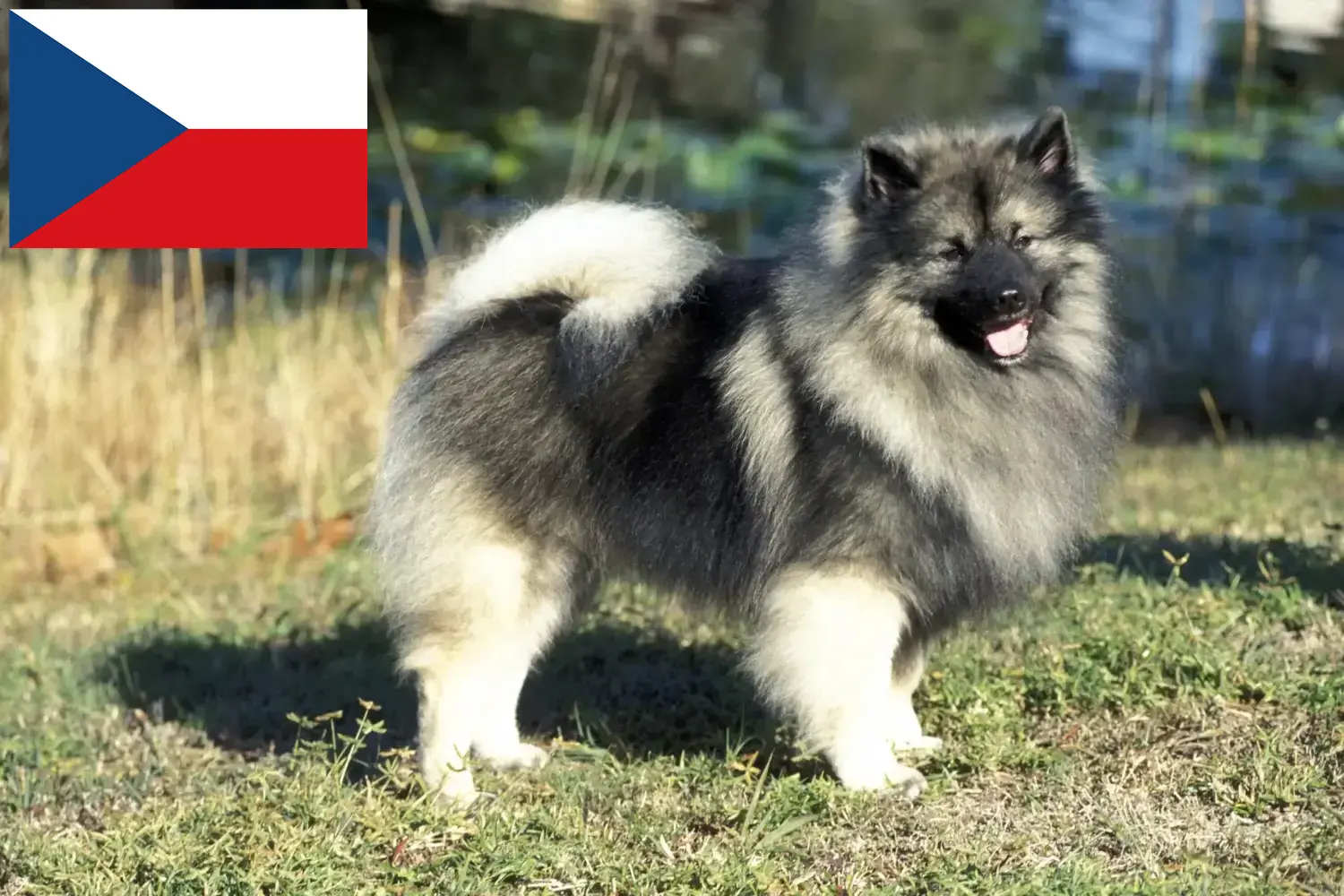 Spitz puppy's en fokkers Tsjechië Hier vind je topfokkers in Tsjechië.