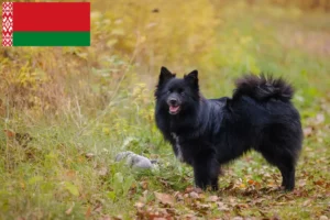 Lees meer over het artikel Spitz fokkers en pups in Wit-Rusland