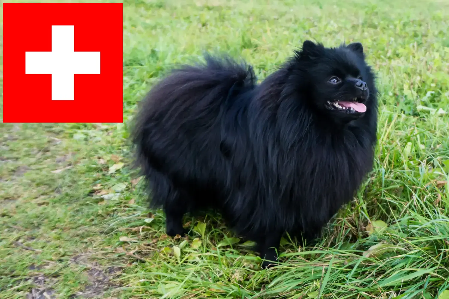 Spitz puppy's en fokkers Zwitserland Hier vind je topfokkers in Zwitserland.