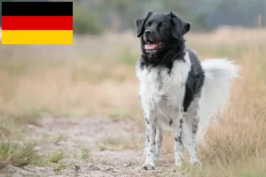 Lees meer over het artikel Stabij fokkers en pups in Duitsland