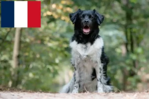 Lees meer over het artikel Stabij fokkers en pups in Frankrijk