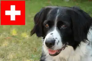 Lees meer over het artikel Stabij fokkers en pups in Zwitserland
