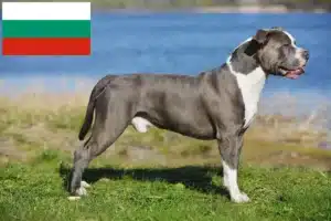 Lees meer over het artikel Staffordshire Bull Terrier fokkers en puppies in Bulgarije