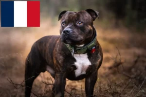 Lees meer over het artikel Staffordshire Bull Terrier fokkers en puppies in Frankrijk