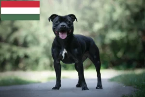 Lees meer over het artikel Staffordshire Bull Terrier fokkers en puppies in Hongarije