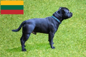 Lees meer over het artikel Staffordshire Bull Terrier fokkers en pups in Litouwen