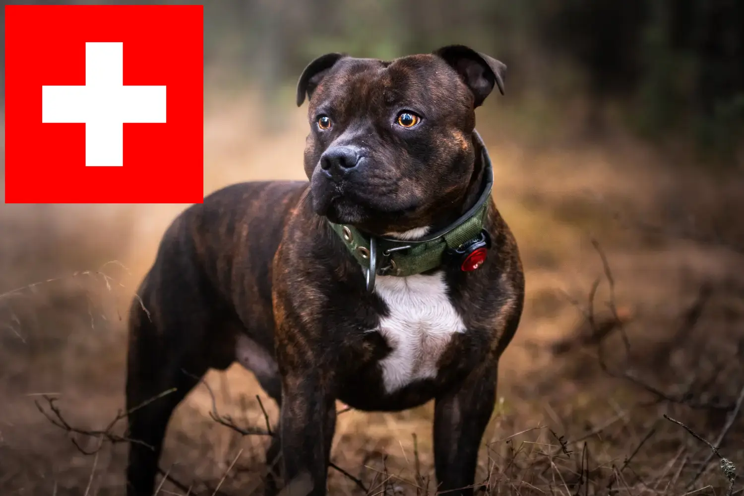 Staffordshire Bull Terrier puppies en fokkers Zwitserland Hier vind je Staffordshire Bull Terrier fokkers in Zwitserland.