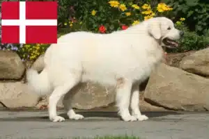 Lees meer over het artikel Tatra Herdershond fokkers en pups in Denemarken