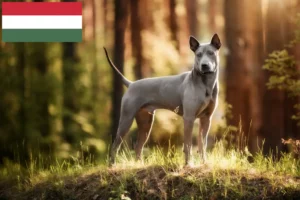 Lees meer over het artikel Thai Ridgeback fokkers en pups in Hongarije