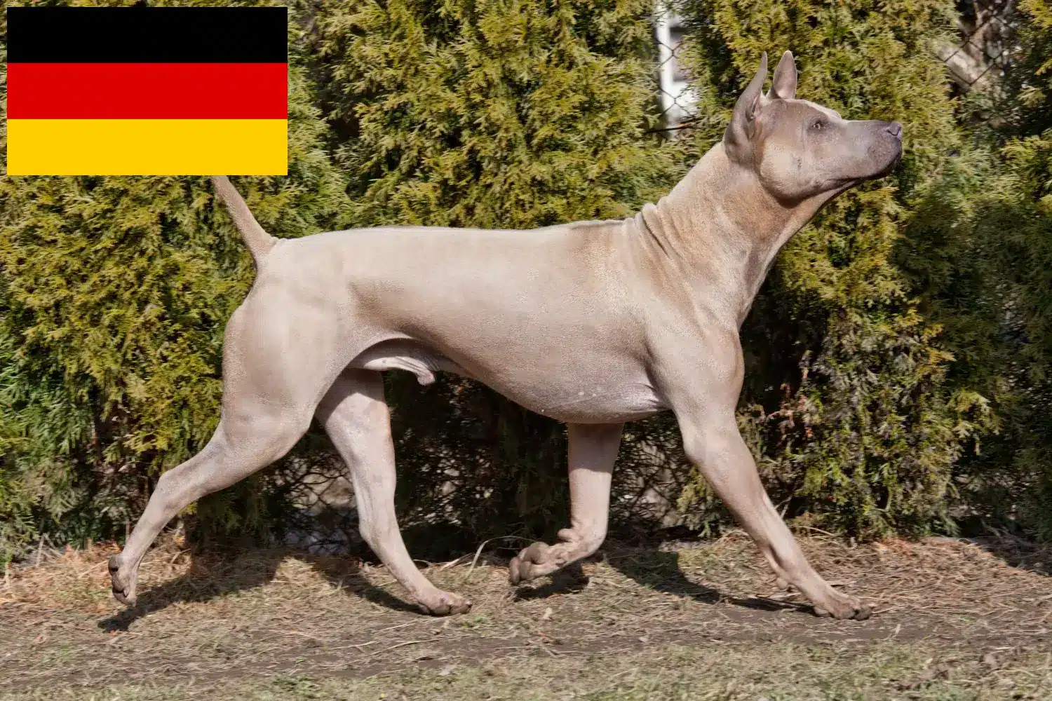 Lees meer over het artikel Thai Ridgeback fokkers en pups in Duitsland