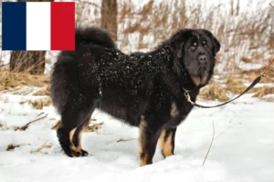 Lees meer over het artikel Tibetaanse Mastiff fokkers en pups in Frankrijk