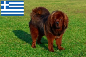 Lees meer over het artikel Tibetaanse Hondenfokker en puppies in Griekenland
