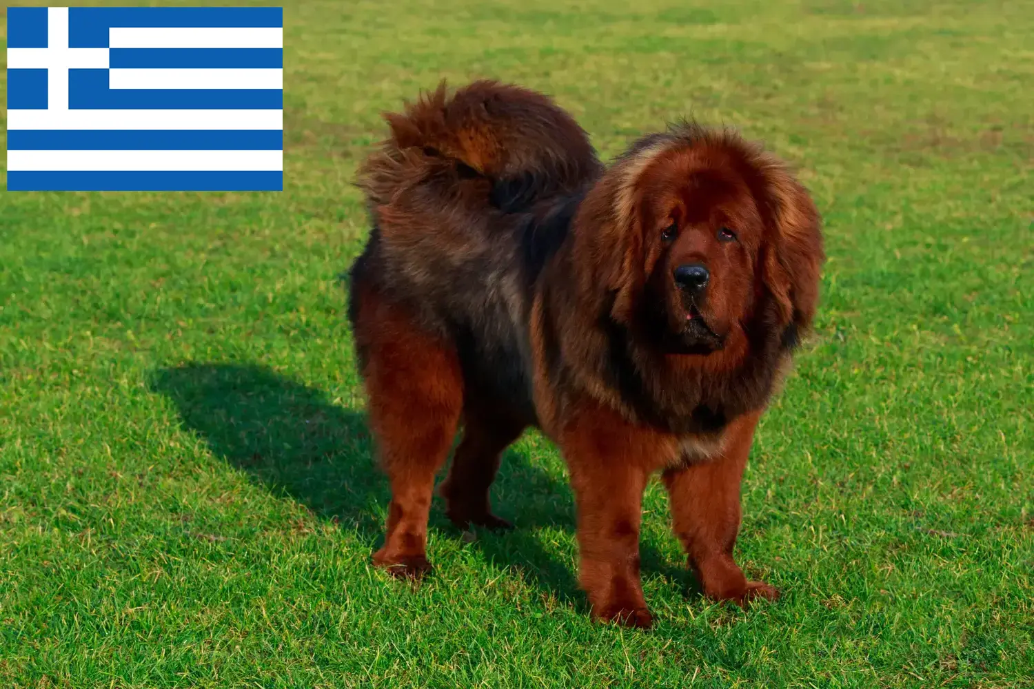 Tibetaanse Mastiff Puppies en Fokker Griekenland Hier vind je Tibetaanse Hondenfokkers in Griekenland.