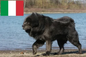 Lees meer over het artikel Tibetaanse Mastiff fokkers en pups in Italië