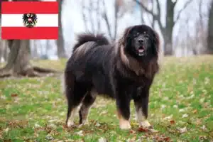 Lees meer over het artikel Tibetaanse Mastiff fokkers en pups in Oostenrijk