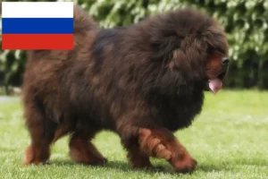 Lees meer over het artikel Tibetaanse Mastiff fokkers en pups in Rusland