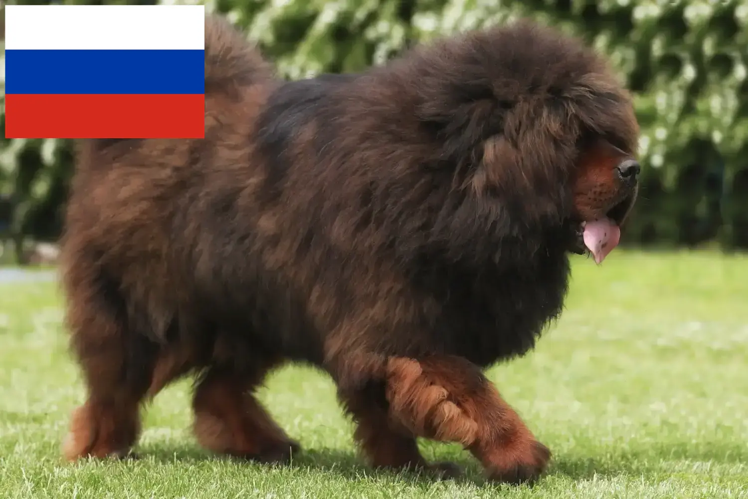 Tibetaanse Mastiff puppy's en fokkers Rusland Hier vind je Tibetaanse Mastiff fokkers in Rusland.