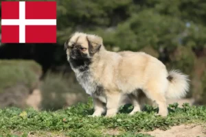 Lees meer over het artikel Tibetaanse Spaniël fokkers en pups in Denemarken