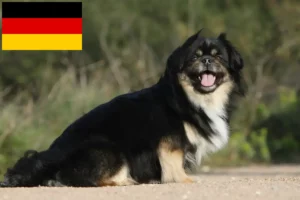 Lees meer over het artikel Tibetaanse Spaniël fokkers en pups in Duitsland