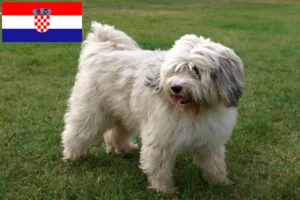 Lees meer over het artikel Tibetaanse Terriër fokkers en pups in Kroatië