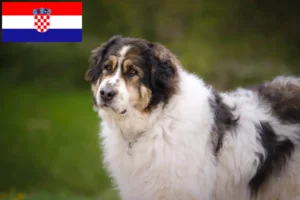 Lees meer over het artikel Tornjak fokkers en pups in Kroatië