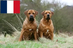 Lees meer over het artikel Tosa fokkers en pups in Frankrijk