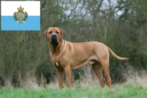 Lees meer over het artikel Tosa fokkers en pups in San Marino