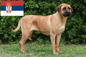 Lees meer over het artikel Tosa fokkers en pups in Servië