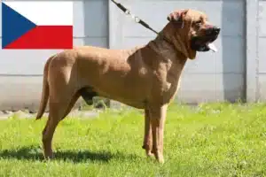 Lees meer over het artikel Tosa fokkers en pups in Tsjechië