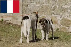 Lees meer over het artikel Transmontano Herdershond Fokker en Puppies in Frankrijk