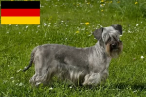 Lees meer over het artikel Tsjechische Terrier fokkers en puppies in Duitsland