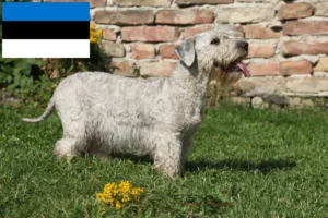 Lees meer over het artikel Tsjechische Terrier fokker en pups in Estland