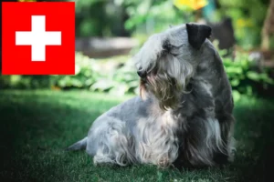 Lees meer over het artikel Tsjechische Terrier fokkers en puppies in Zwitserland