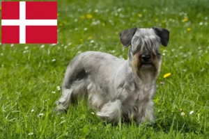Lees meer over het artikel Tsjechische Terrier fokker en pups in Denemarken