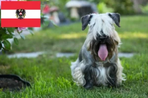 Lees meer over het artikel Tsjechische Terrier fokkers en puppies in Oostenrijk