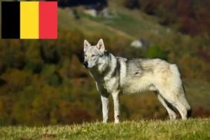 Lees meer over het artikel Tsjechoslowaakse Wolfhond fokkers en puppies in België