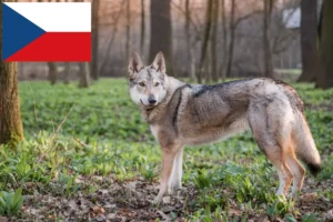 Lees meer over het artikel Tsjechoslowaakse Wolfhond fokkers en puppies in Tsjechië