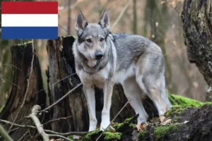 Lees meer over het artikel Tsjechoslowaakse Wolfshond fokkers en puppies in Nederland