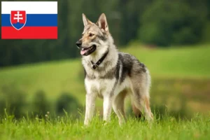 Lees meer over het artikel Tsjechoslowaakse Wolfshond Fokker en Puppy’s in Slowakije