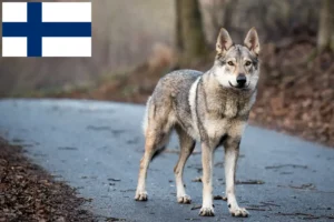 Lees meer over het artikel Tsjechoslowaakse Wolfhond Fokker en Puppies in Finland
