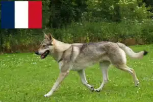 Lees meer over het artikel Tsjechoslowaakse Wolfhond Fokker en Puppies in Frankrijk