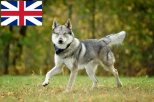 Lees meer over het artikel Tsjechoslowaakse wolfshondenfokkers en puppies in Groot-Brittannië