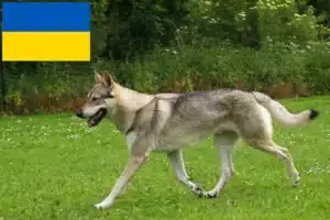 Lees meer over het artikel Tsjechoslowaakse wolfshondenfokkers en pups in Oekraïne